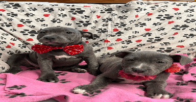 Staffordshire Bull Terrier dogs - Advert 7