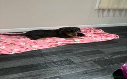 Mixed Breed dogs for sale: Dachshund x jack russell - Image 1