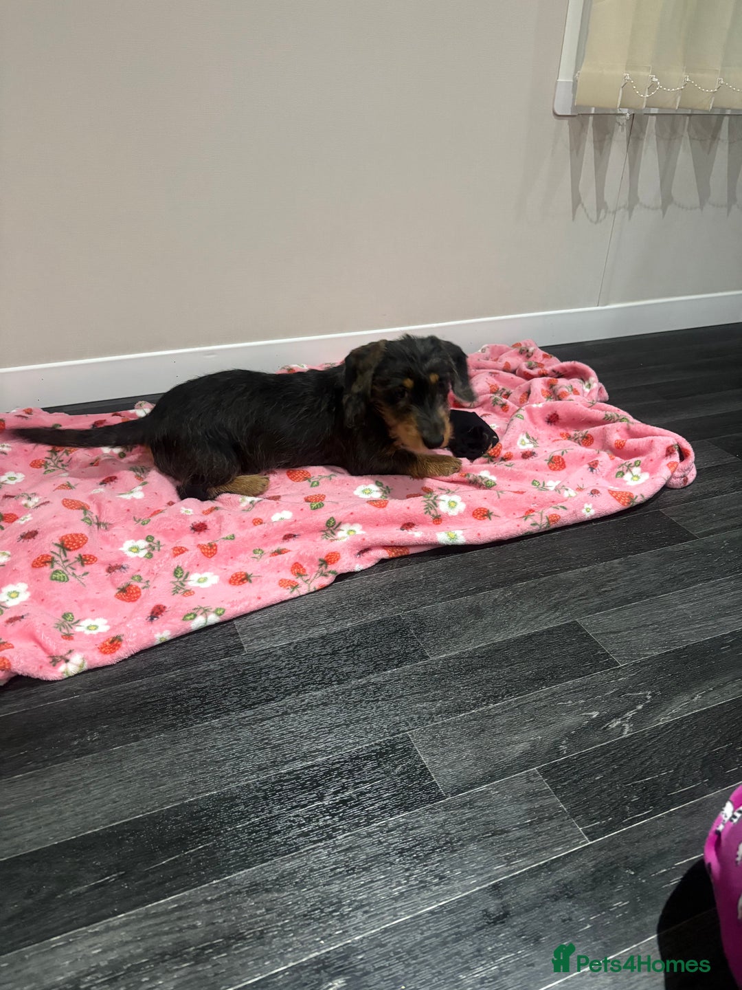 Mixed Breed dogs for sale: Dachshund x jack russell - Image 1