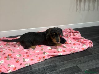 Mixed Breed dogs - Advert 26