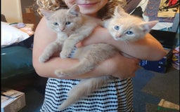 Domestic Shorthair cats for sale: 3 kittens for sale - Image 2