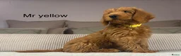 Labradoodle dogs for sale: INSTAGRAM. “OAKWELL RETRIEVERS” HEALTHY HOUNDS - Advert 11