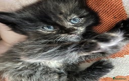 Domestic Shorthair cats for sale: Kitten available now - Image 2