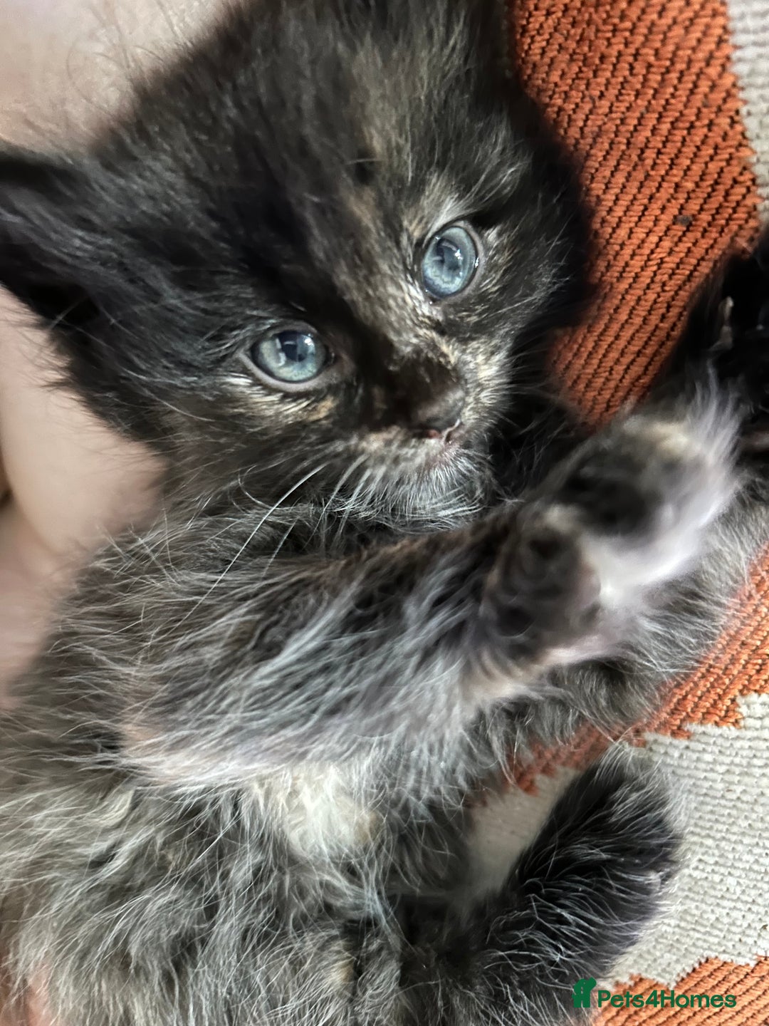 Domestic Shorthair cats for sale: Kitten available now - Image 2