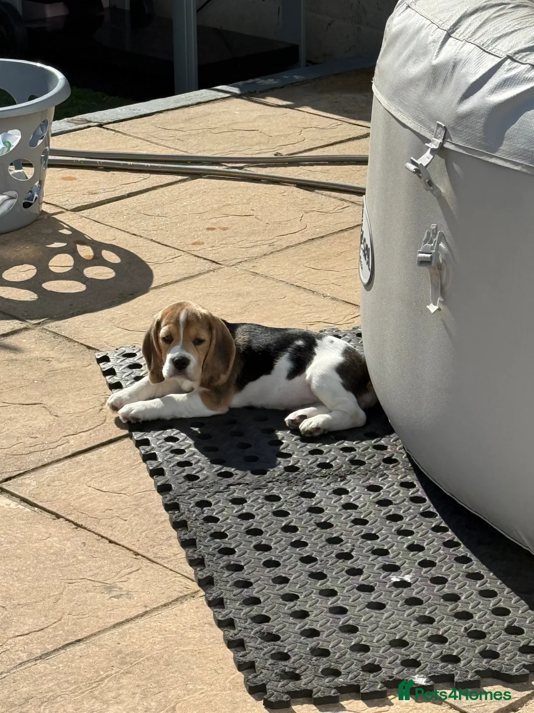 Beagle dogs for sale: 11 week, Beautiful beagle girl, available now  - Advert 2