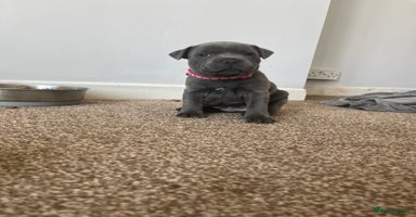 Staffordshire Bull Terrier dogs in Wednesbury - Advert 10