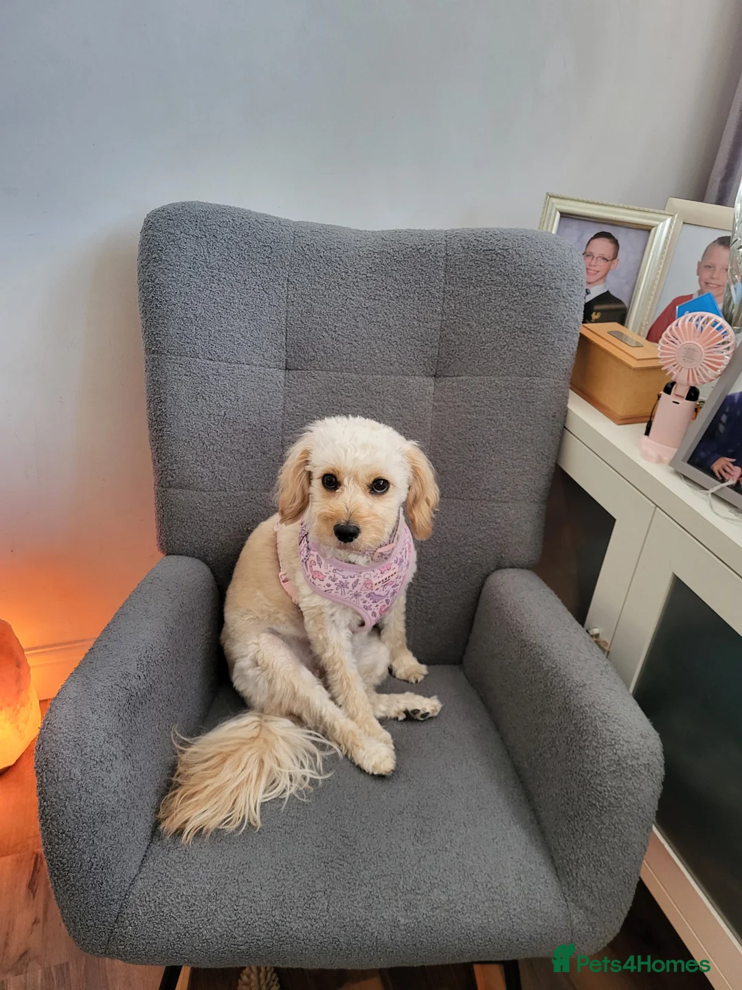 Cavapoo dogs for sale: 3 Female F1b Cavapoos - Advert 2