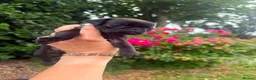 Pug dogs for sale: Pup Puppies - Advert 10