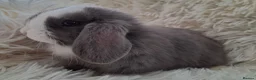 Mini Lop rabbits for sale: Baby Mini Lop Rabbits for sale - Advert 2