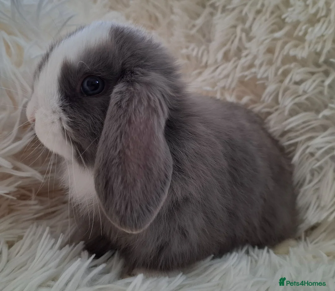 Mini Lop rabbits for sale: Baby Mini Lop Rabbits for sale - Advert 2