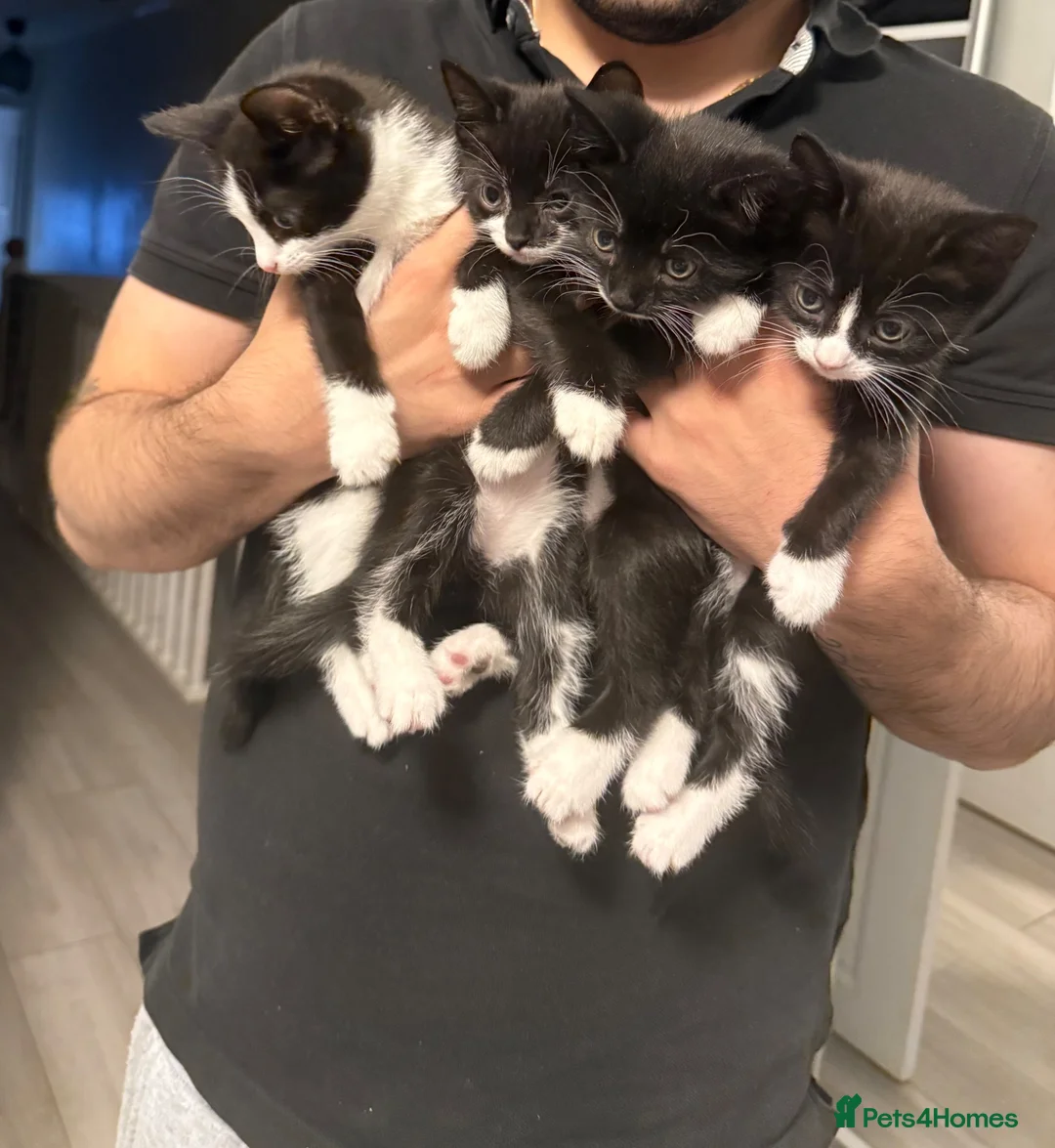 Mixed Breed cats for sale: Beautiful Mother Cat & 4 Lovely Kittens - Advert 2