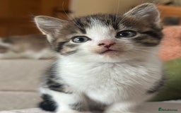 Domestic Shorthair cats for sale: Beautiful Fluffy Kittens - Advert 1