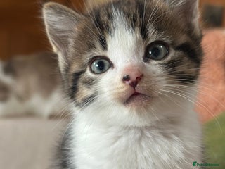 Domestic Shorthair cats Beautiful Fluffy Kittens - Advert 1