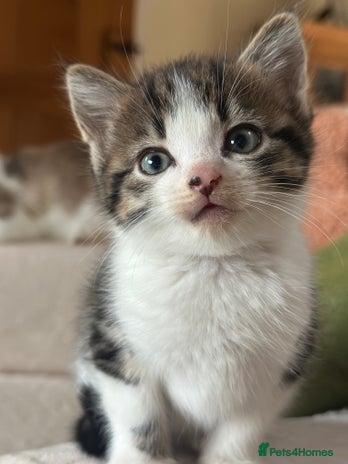 Domestic Shorthair cats Beautiful Fluffy Kittens - Advert 1