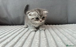 Scottish Fold cats for sale: Scotish fold kittens  - Image 10