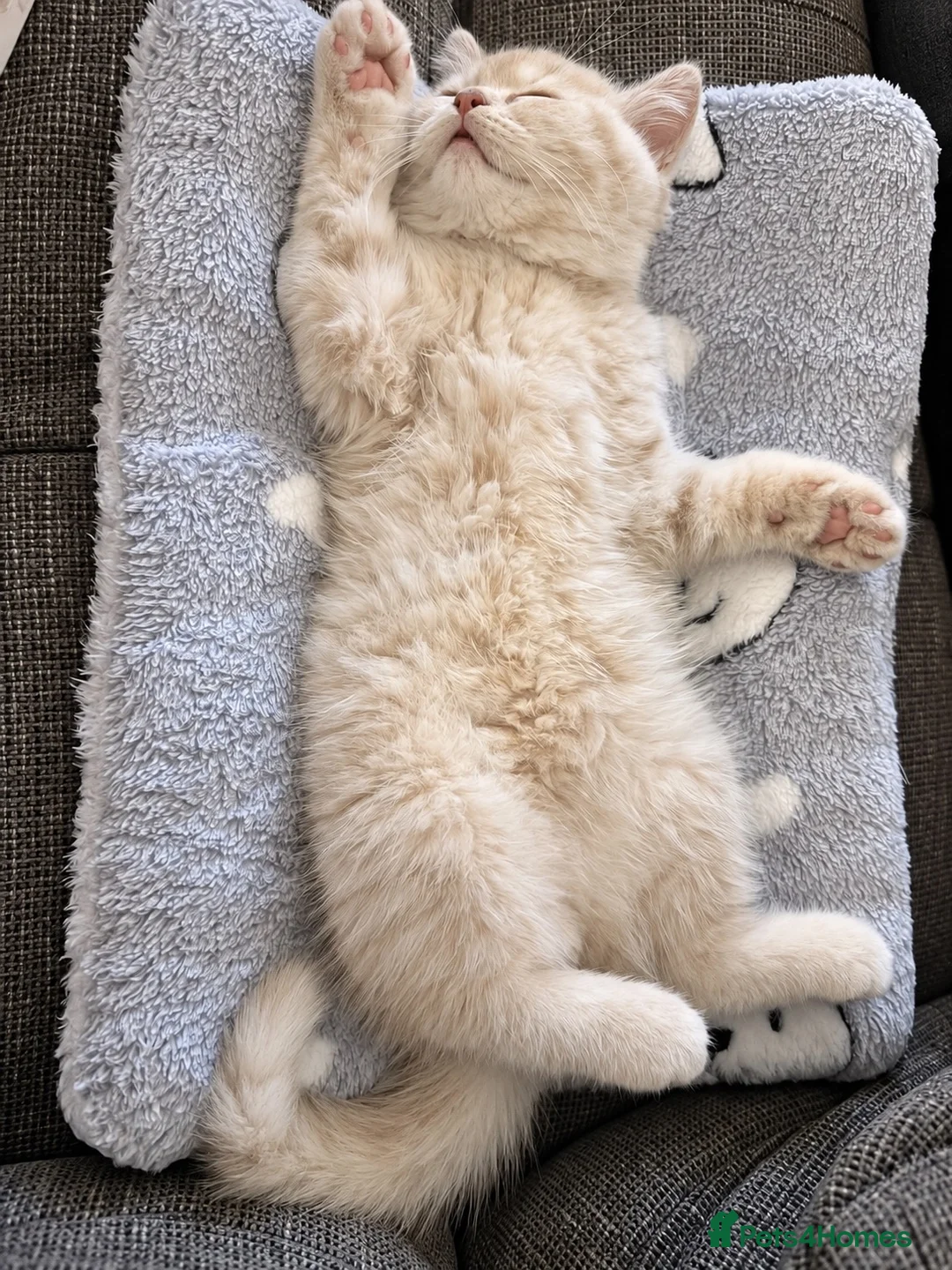 British Shorthair cats for sale: Cream British Shorthair Kitten Boy in Maidenhead - Advert 2