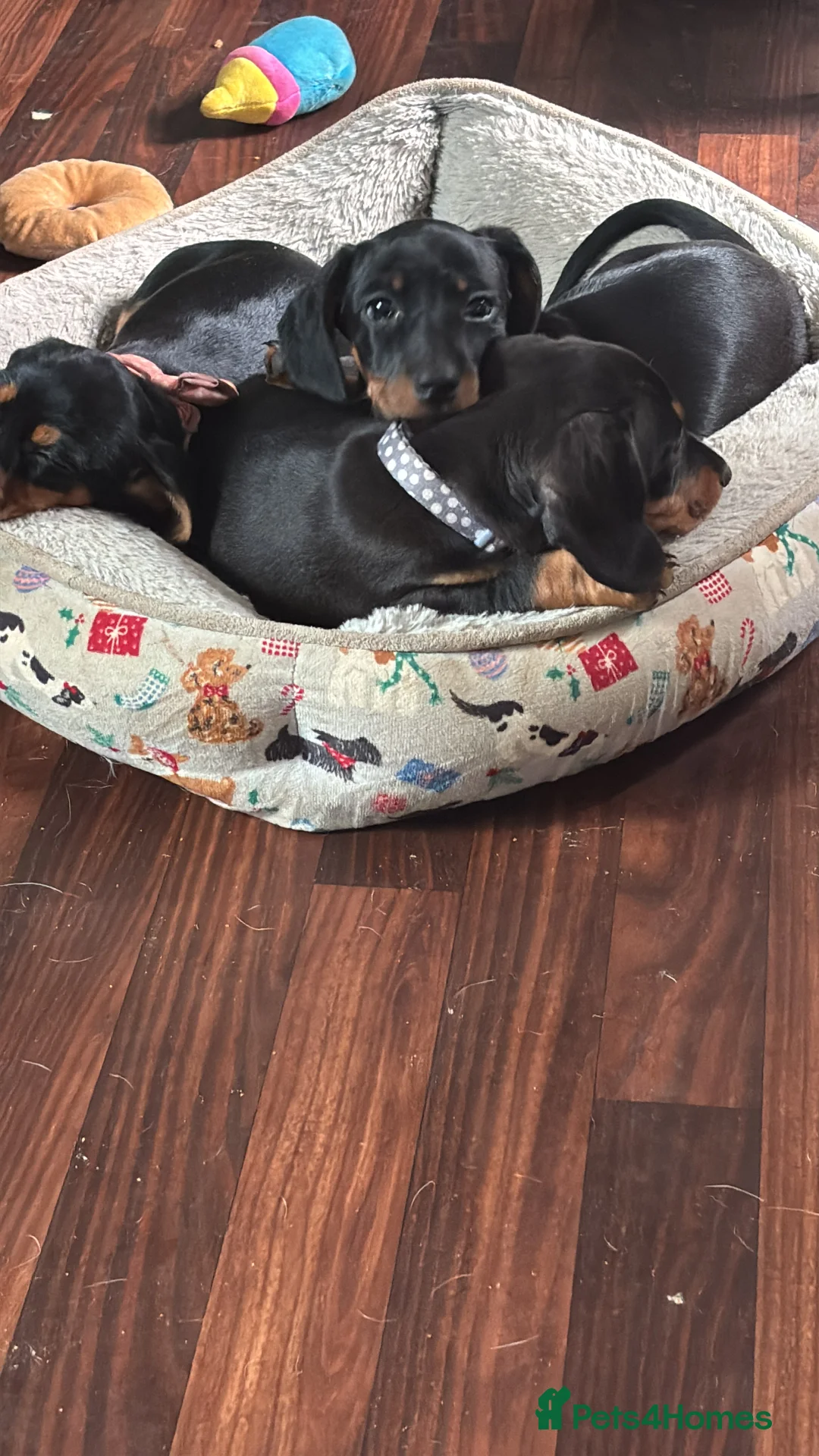 Dachshund dogs for sale: Miniature Male Dachshunds  in Pontefract - Advert 2