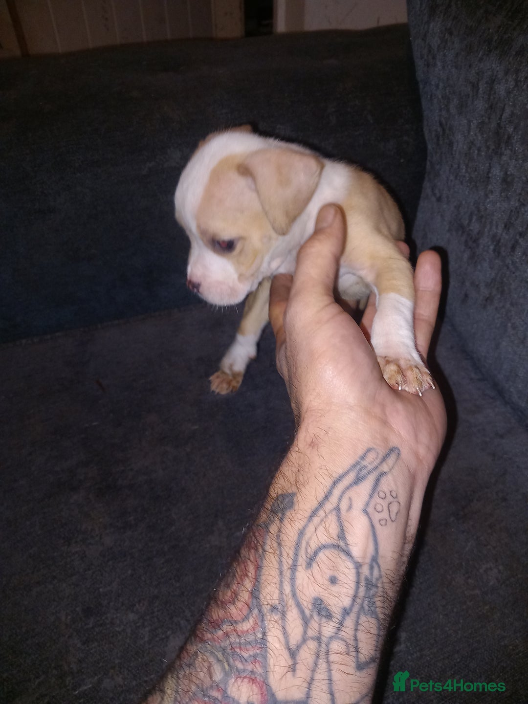 American Bulldog dogs for sale: Mr a FORD  - Advert 16