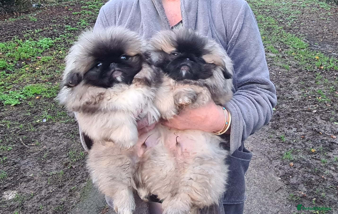 Pekingese dogs Pekingese  - Advert 2