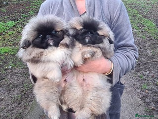 Pekingese dogs Pekingese - Advert 3