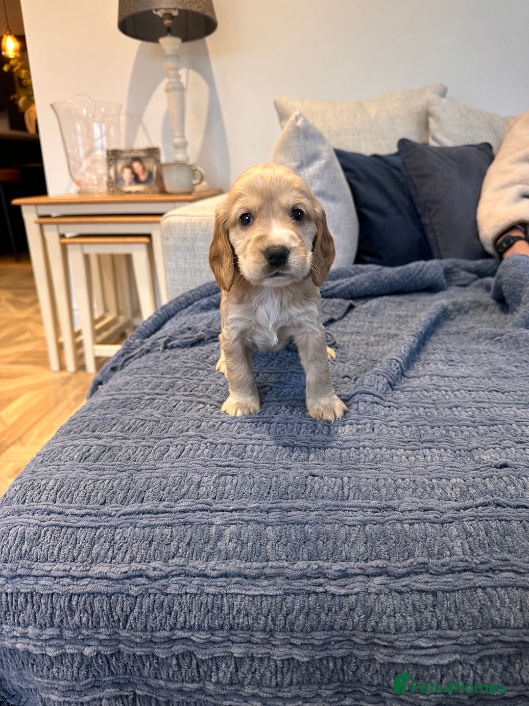 Cocker Spaniel dogs for sale: Stunning Working X Show Puppies. The Perfect Mix - Advert 7