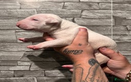 English Bull Terrier dogs for sale: Ready to leave !!! champion bloodlines kc reg - Image 14
