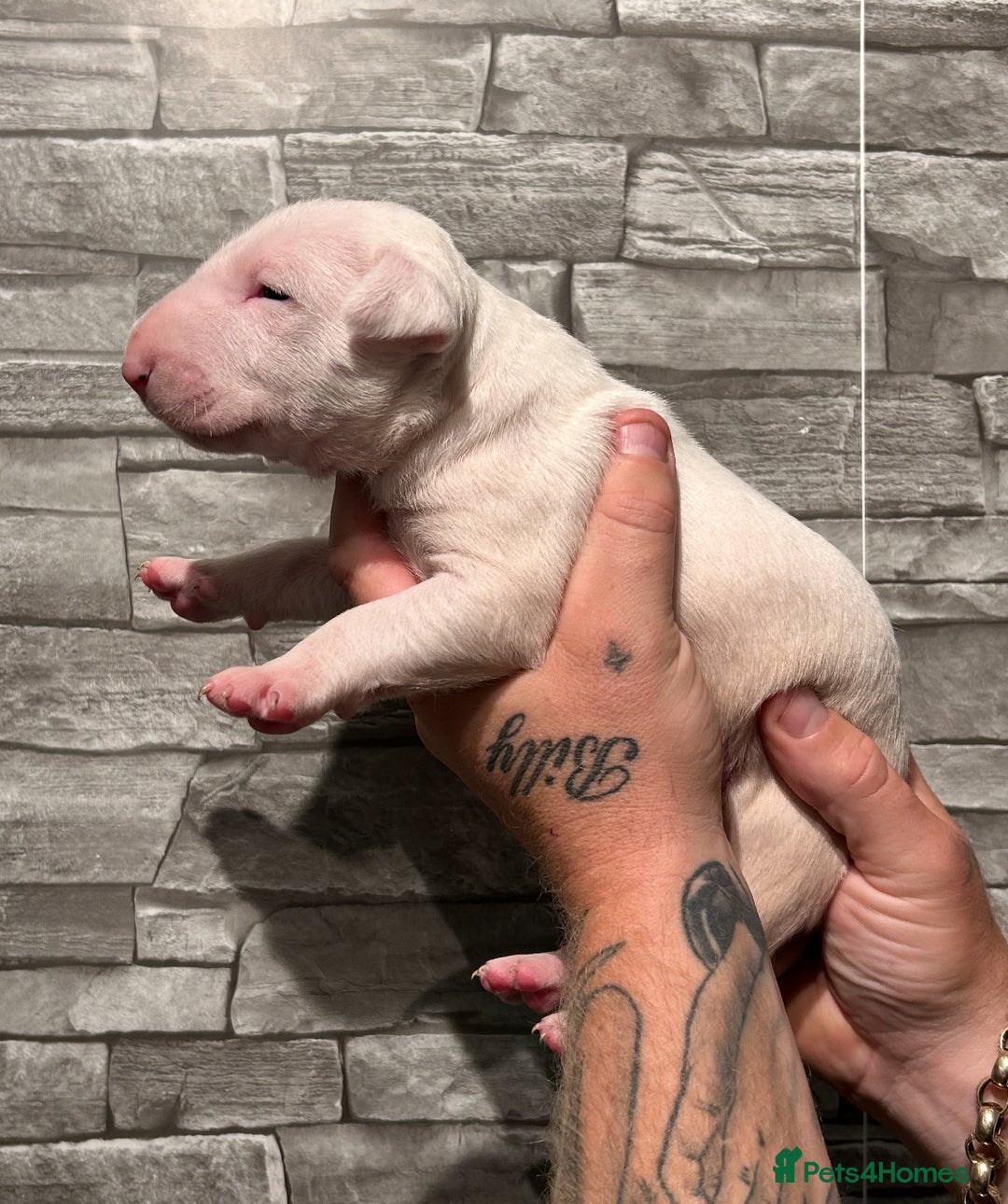 English Bull Terrier dogs for sale: Ready to leave !!! champion bloodlines kc reg - Image 14
