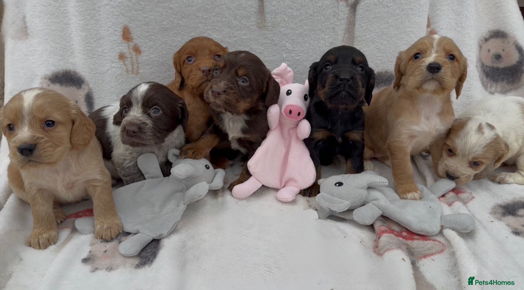 Cocker Spaniel dogs ** OUTSTANDING COCKER SPANIEL PUPS ** - Advert 2