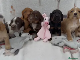 Cocker Spaniel dogs ** OUTSTANDING COCKER SPANIEL PUPS ** - Advert 2