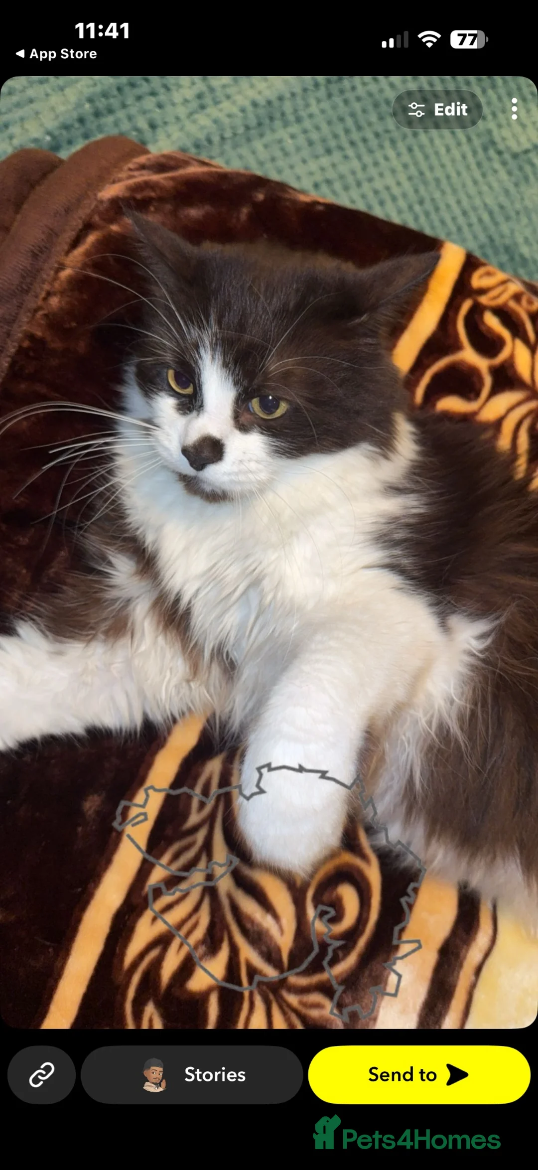 Maine Coon cats for sale: Maine coon for sale - Advert 2