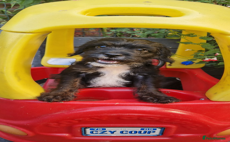 Mixed Breed dogs - Advert 14