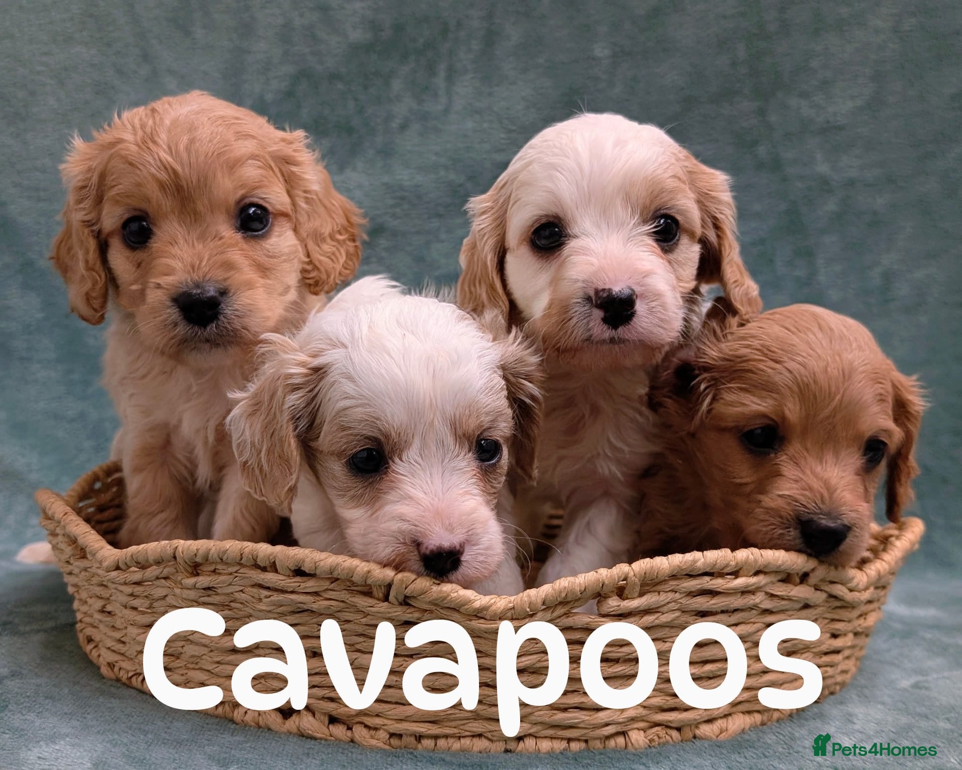 Cavapoo dogs Cavapoo F1 puppies Manchester  in Manchester - Advert 11
