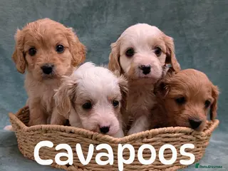 Cavapoo dogs Cavapoo F1 puppies Manchester in Manchester - Advert 15