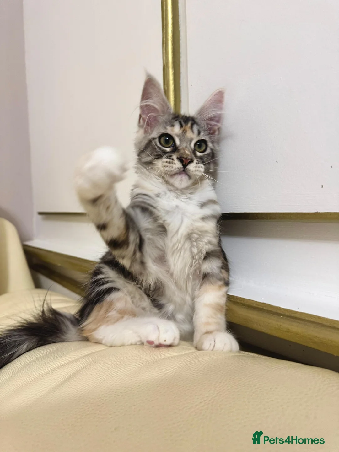 Maine Coon cats for sale: MaineCoonKitten🏆20+gen🧬Outstadning Full Pedigree - Advert 6