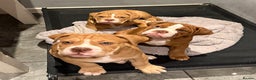 Old Tyme Bulldog dogs for sale: Olde Tyme Bulldogs  - Advert 3