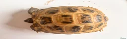 Tortoise reptiles for sale: Horsfield tortoises for sale in Cannock - Advert 2