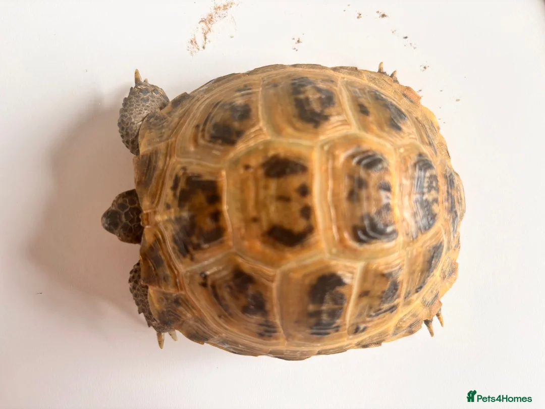 Tortoise reptiles for sale: Horsfield tortoises for sale in Cannock - Advert 2