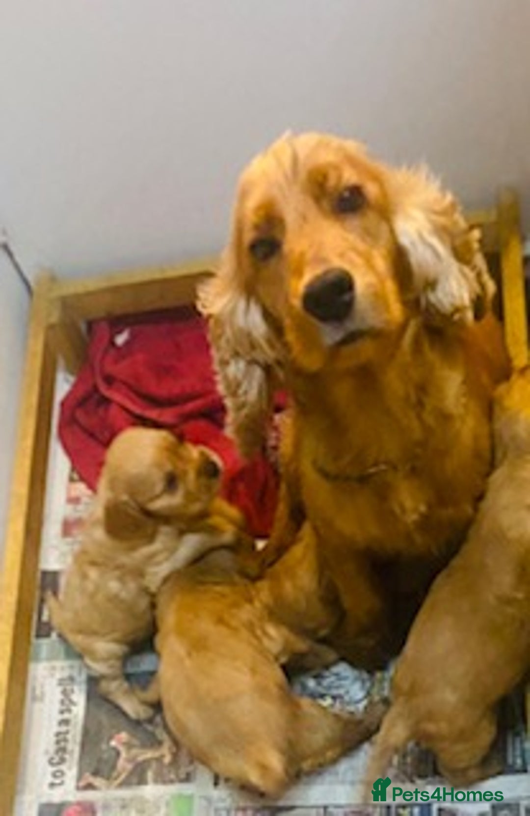 Cocker Spaniel dogs for sale: lyncham cocker spaniels - Image 6