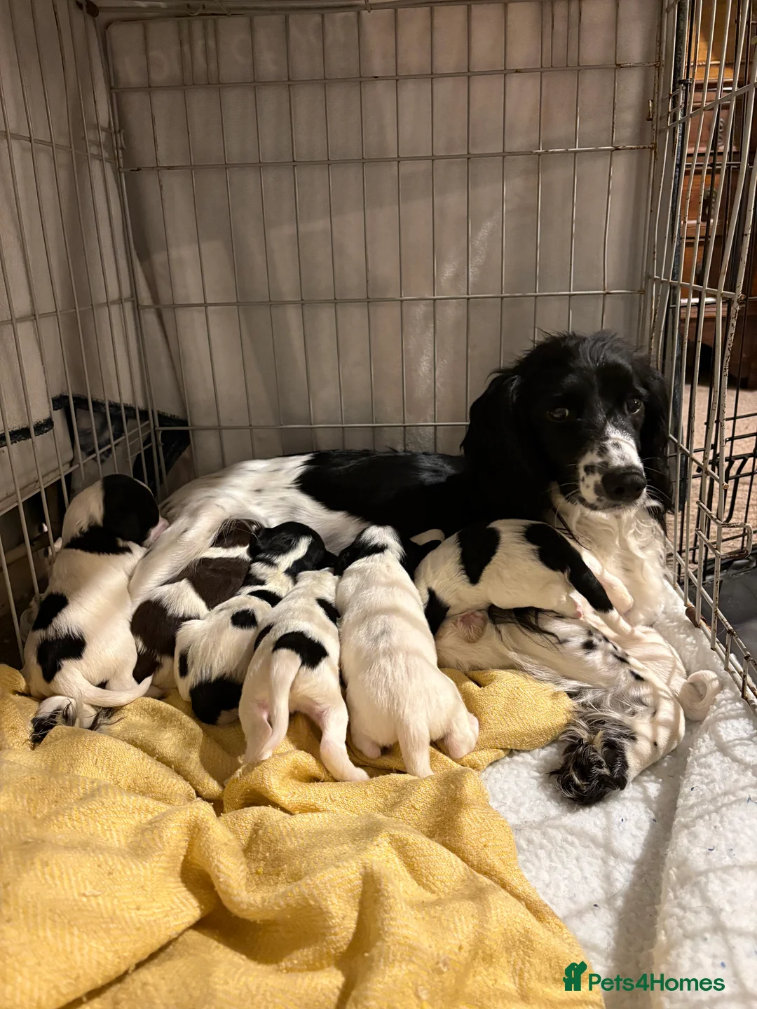 Sprollie dogs for sale: Sprollie Puppies  - Advert 2