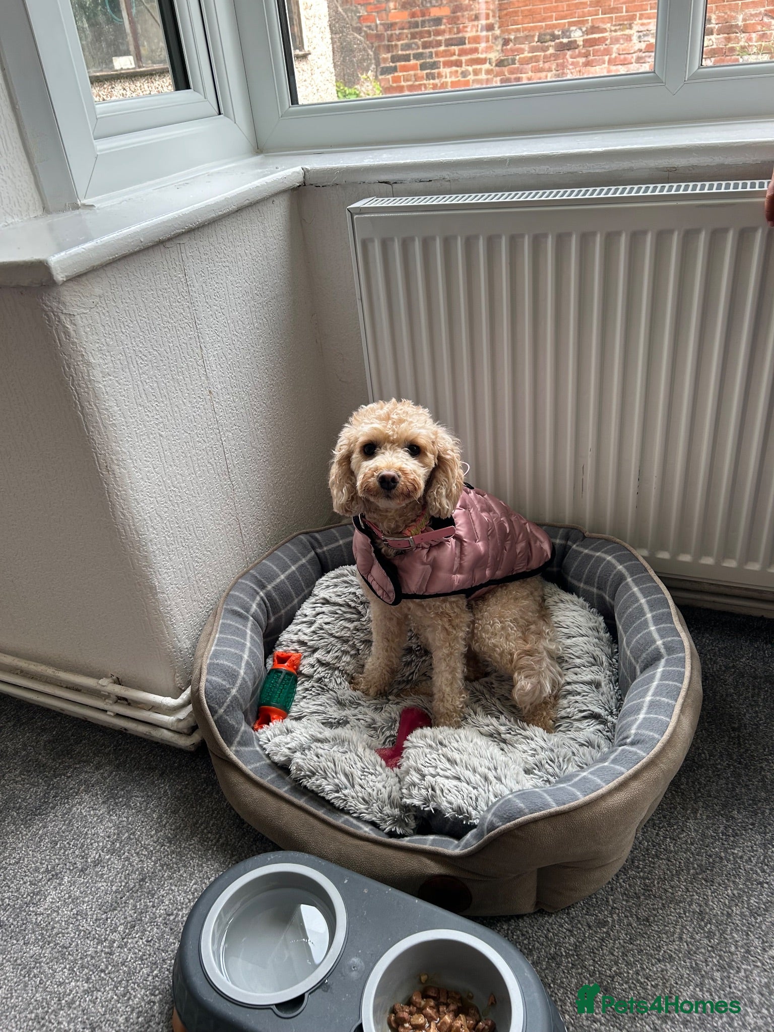 Cavapoochon dogs Tilly female 3 years old  - Advert 1