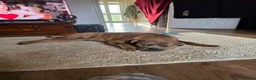 Mixed Breed dogs for sale: Scar: Sweet & Cuddly Pup Looking for a Loving Home in Banbury - Advert 1