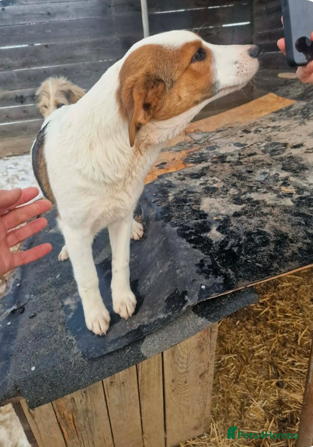 Mixed Breed dogs for adoption: MELODY ( FOSTER TO ADOPT)  - Advert 5