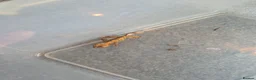 Gecko reptiles for sale: 2 crested babies for sale. - Advert 11
