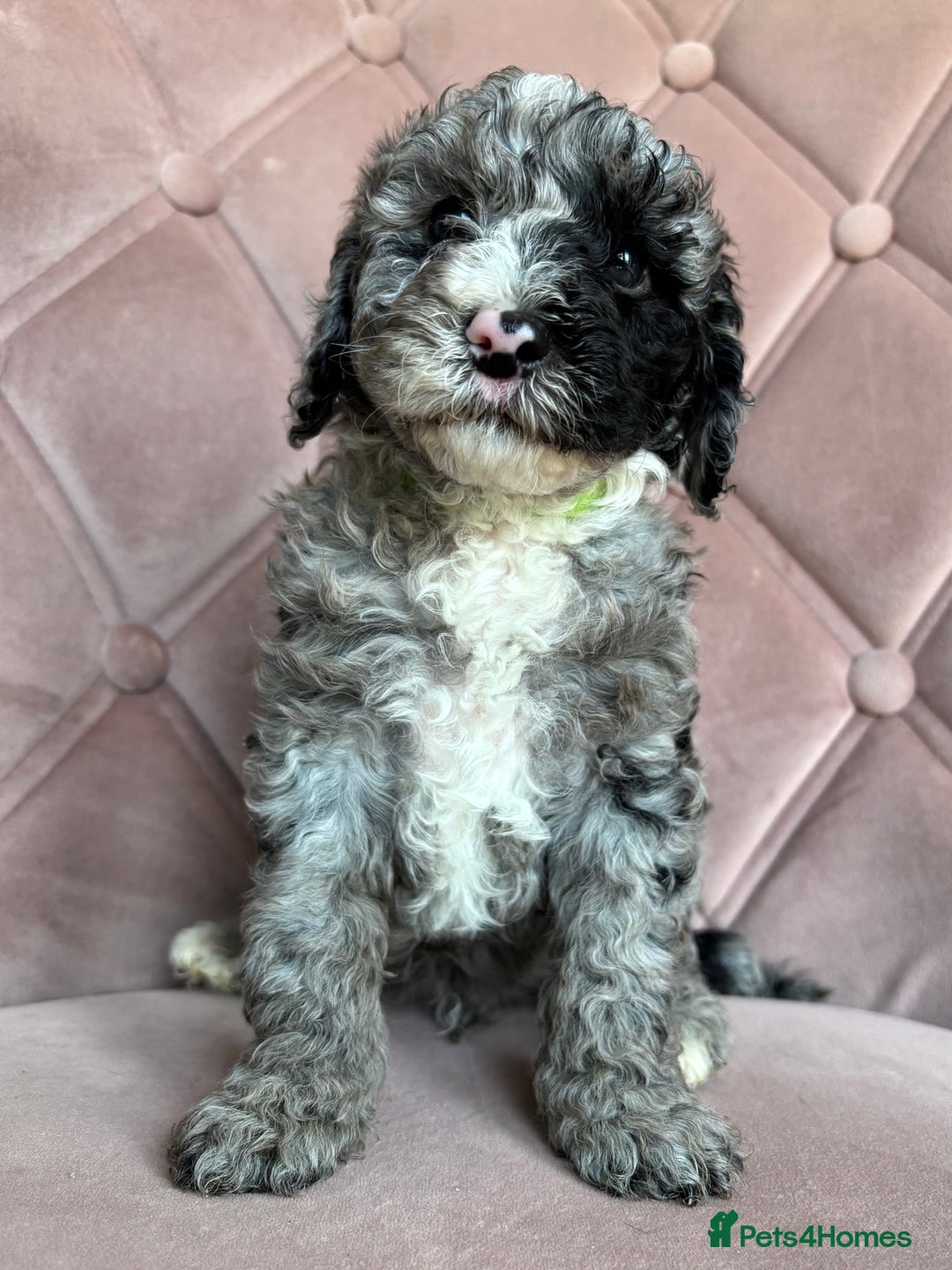 Cockapoo dogs for sale: Cockapoos  - Image 18