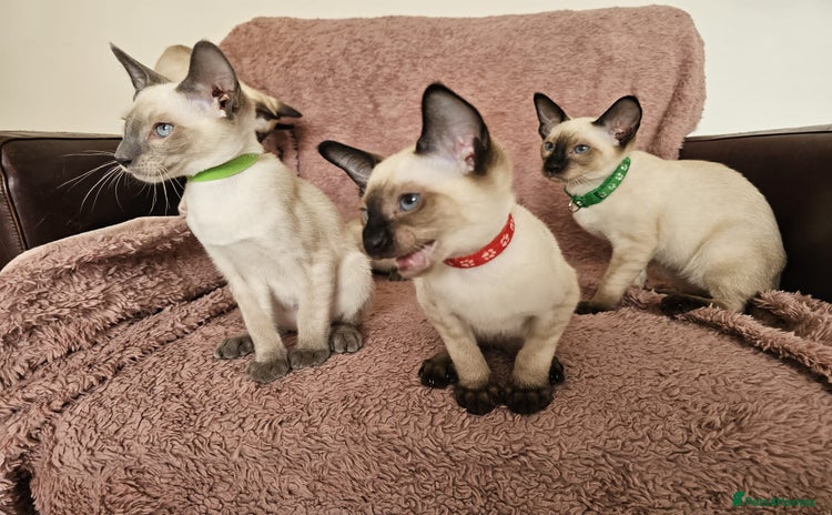 Siamese cats - Advert 2