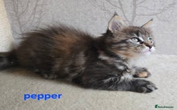 Maine Coon cats for sale: Maine Coon Kittens Tortie/Torbie Russian lines - Image 29