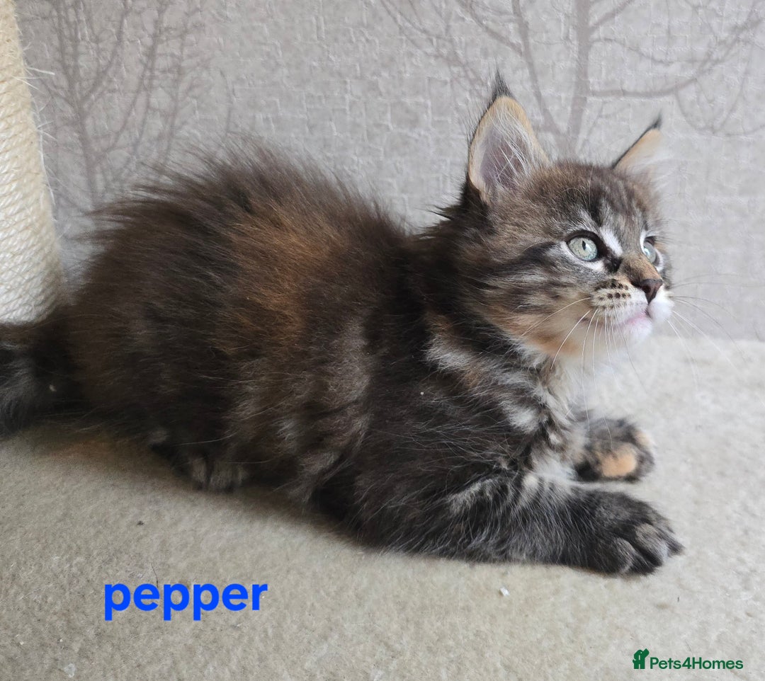 Maine Coon cats for sale: Maine Coon Kittens Tortie/Torbie Russian lines - Image 29