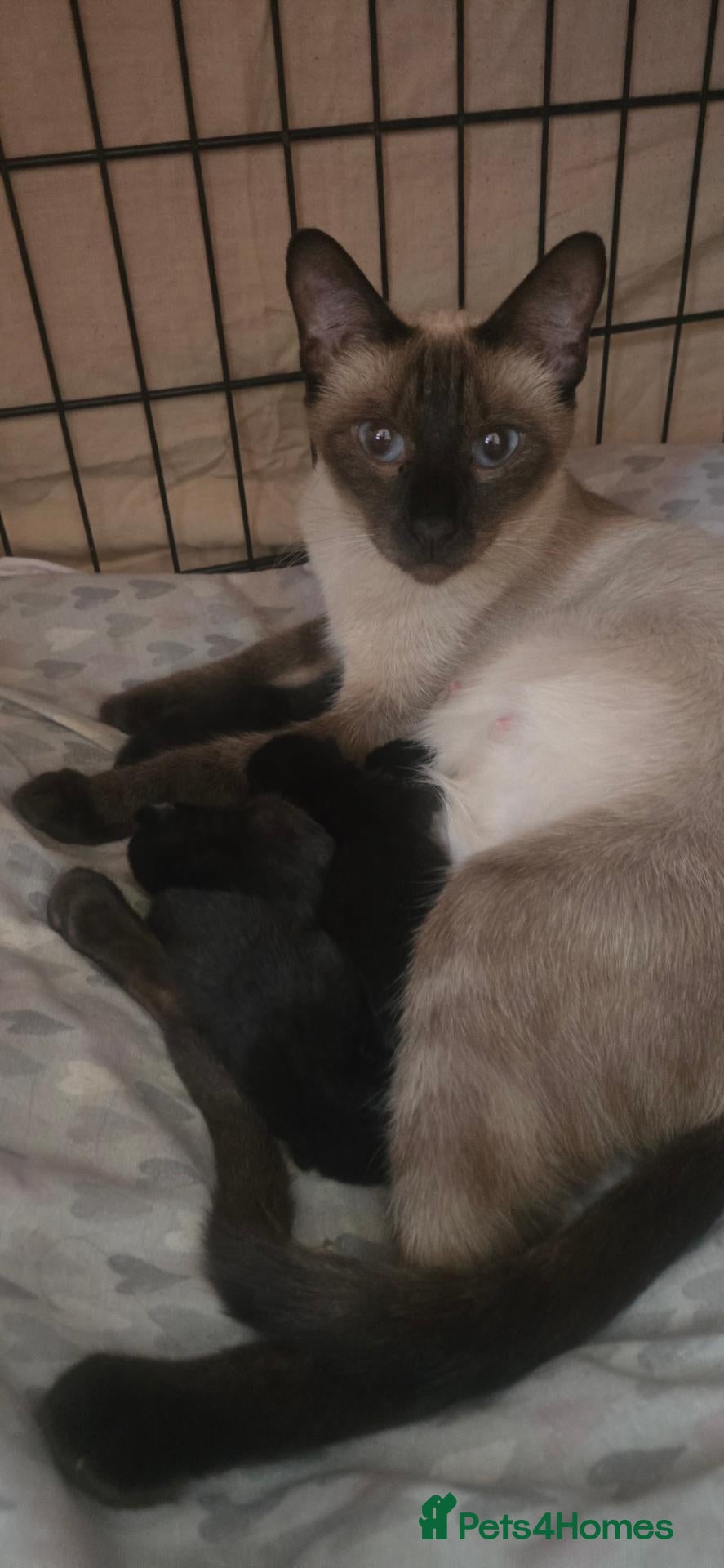 Siamese cats 5 Siamese X Black British Shorthair - Advert 2