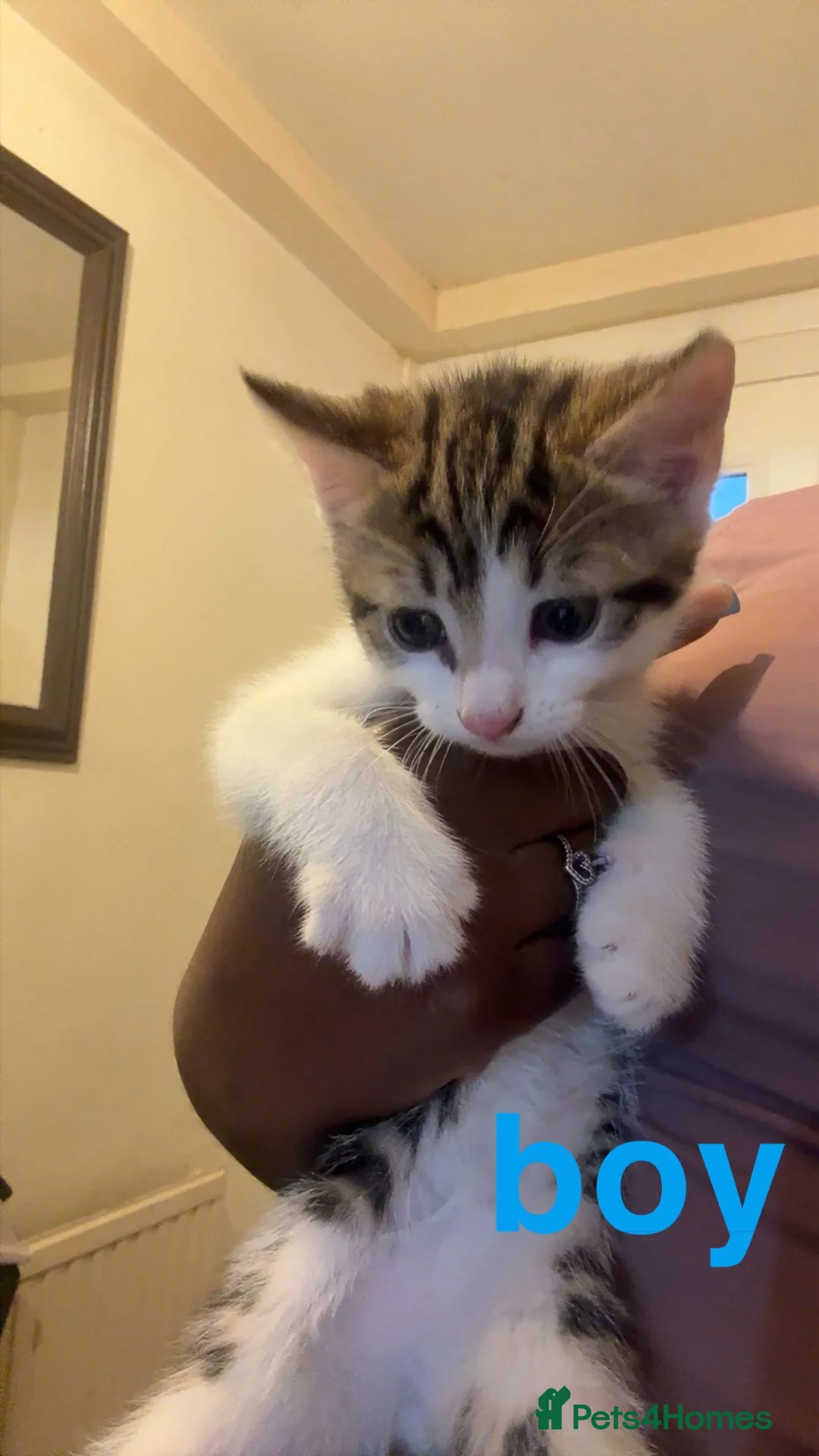 Mixed Breed cats for sale: 4 Adorable Kittens Looking for Their Forever Home! in Mitcham - Advert 2