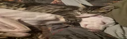 Italian Greyhound dogs for sale: Show standard KC reg Italian Greyhounds - Advert 22